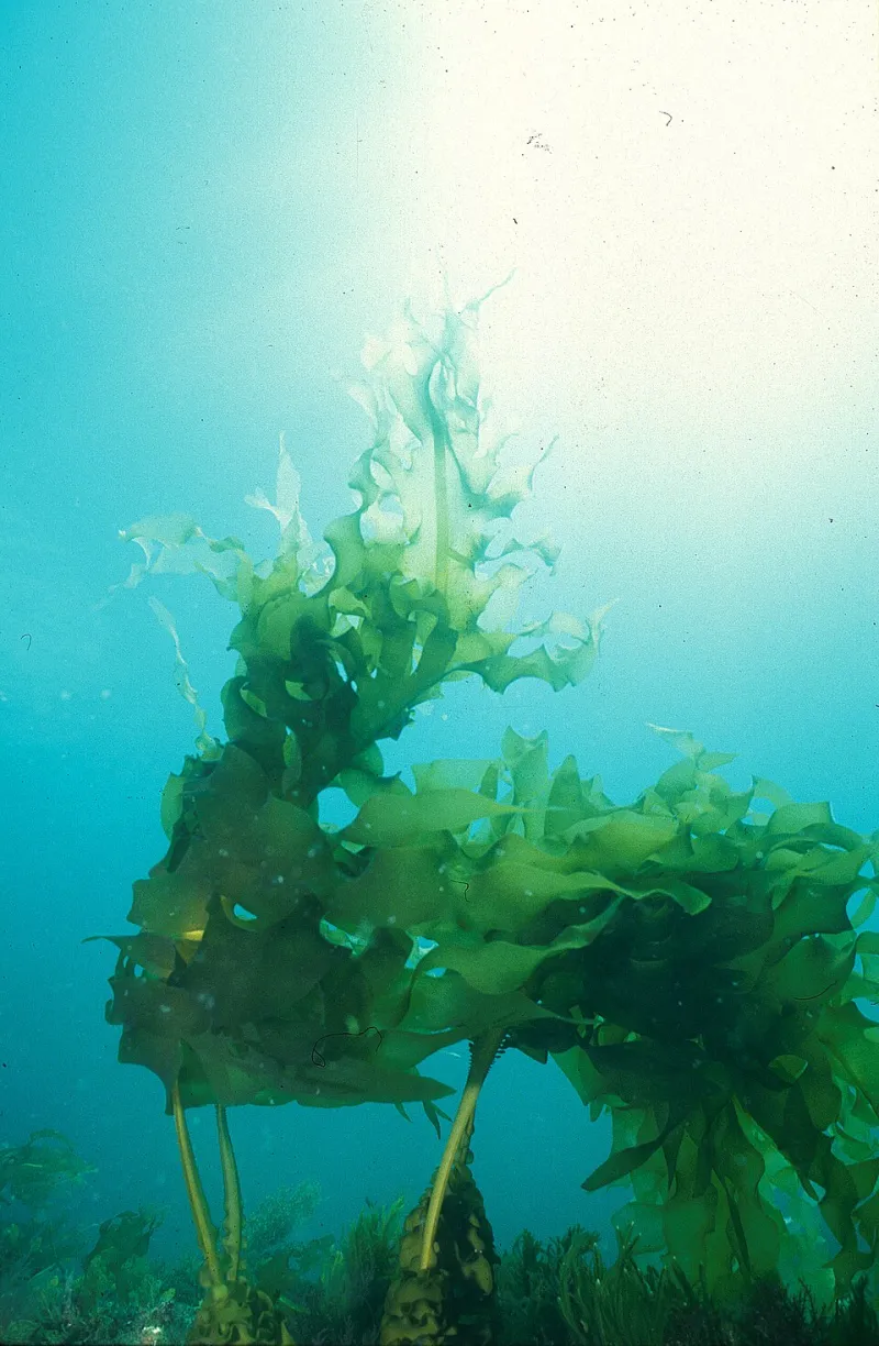From the Deep: Why American Chefs Are Finally Taking Seaweed Seriously