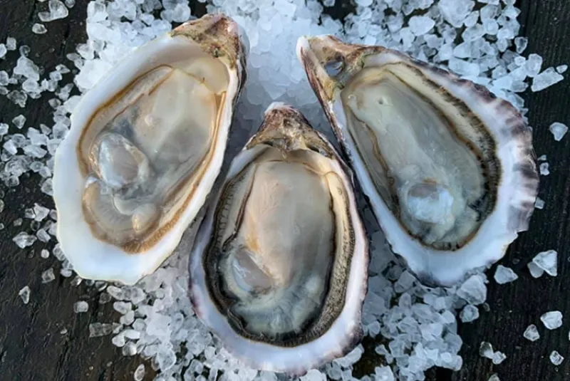 Shell Game: The Small Oyster Farms Rewriting America's Coastal Food Story